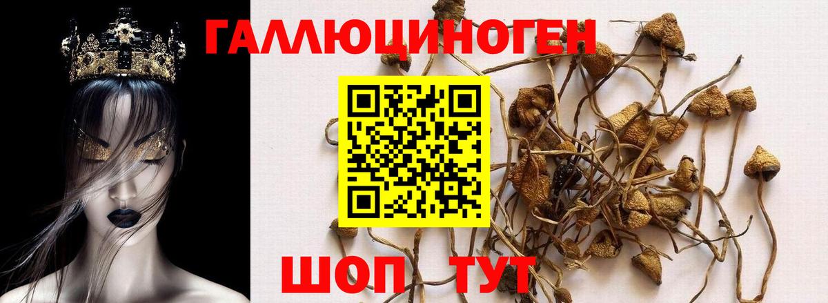 Северобайкальск  Галлюциногенные грибы мицелий  Вход с VPN 